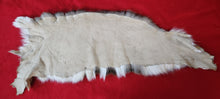 Load image into Gallery viewer, Whitetail Deer Hide - Back Half - WTD1016
