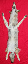 Load image into Gallery viewer, Coyote - Taxidermy Quality - COY1031
