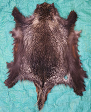 Load image into Gallery viewer, Porcupine Hide - PKY1019
