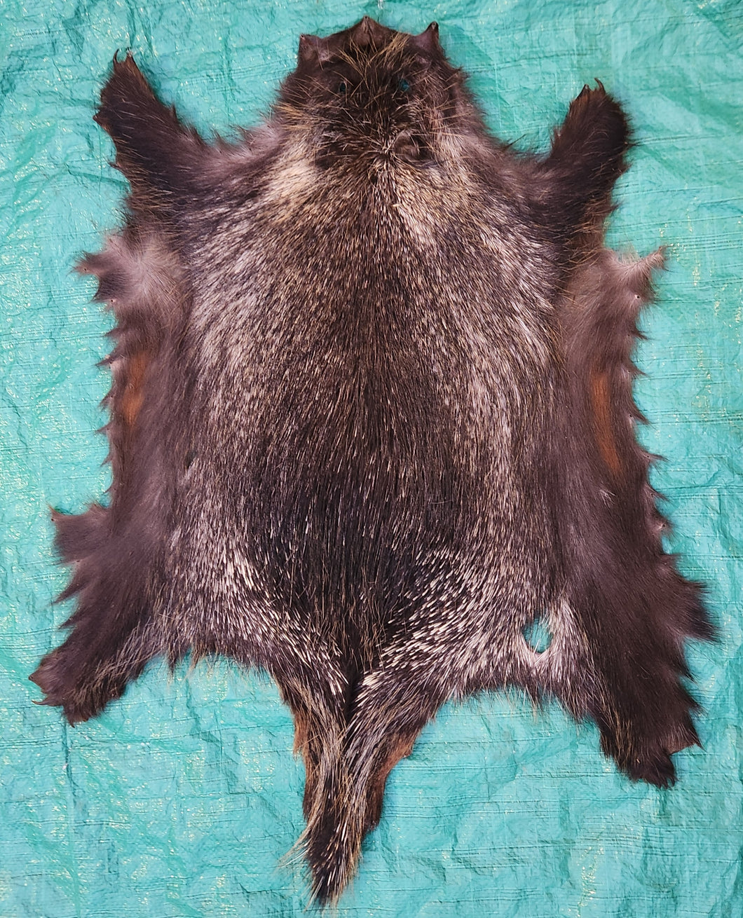 Porcupine Hide - PKY1019