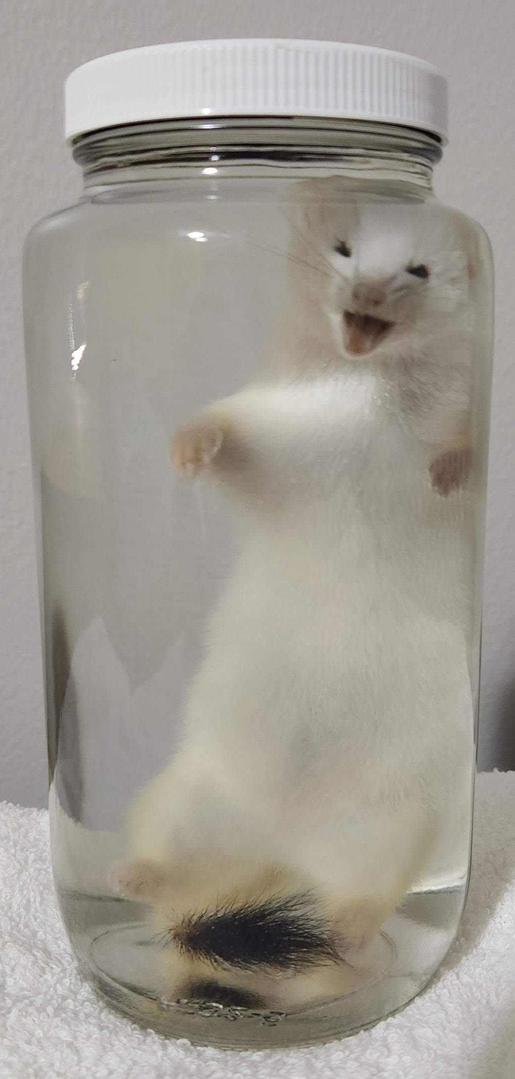 Ermine (Short-Tailed Weasel) - Wet Specimen - WWS1002