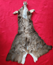 Load image into Gallery viewer, Whitetail Deer Cape - WTD1014
