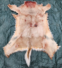 Load image into Gallery viewer, Whitetail Deer Hide - WTDR1006
