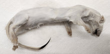 Load image into Gallery viewer, Long-Tailed Weasel - Wet Specimen - WWS1004
