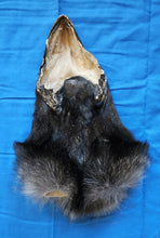 Load image into Gallery viewer, Black Wolf Head - Taxidermy Quality - WLF1109
