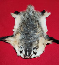 Load image into Gallery viewer, Medium Badger - HAS FEET AND CLAWS - BDG1004
