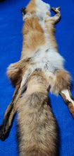 Load image into Gallery viewer, Red Fox - Taxidermy Quality - RFX1004
