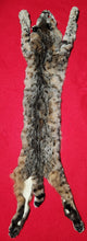 Load image into Gallery viewer, Idaho Tom Bobcat - Taxidermy Quality - BCH1010
