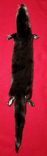 Load image into Gallery viewer, River Otter - Taxidermy Quality - OTR1005
