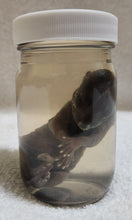 Load image into Gallery viewer, Raccoon Embryos - Wet Specimens

