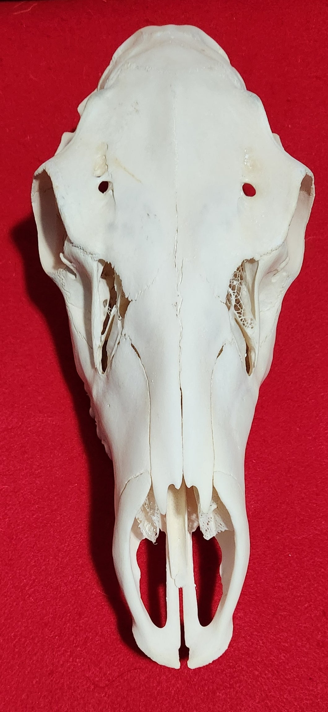 XL Cow Elk Skull - UPPER Skull - CES1006