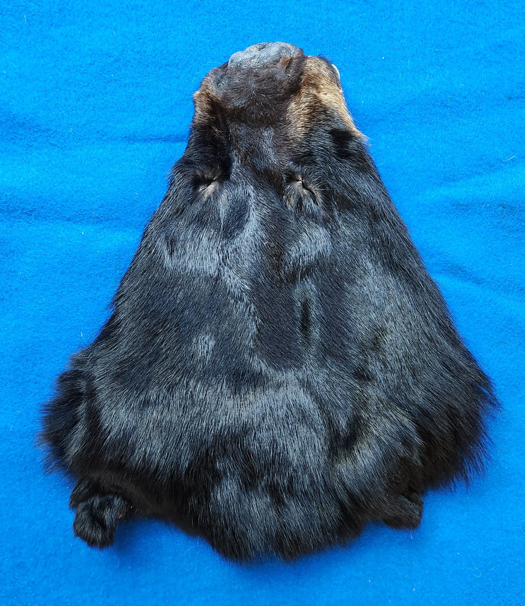 Black Bear Head - BBR1003