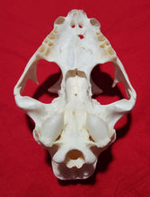 Load image into Gallery viewer, XXL Cougar Skull - UPPER Skull Only - MLS1026
