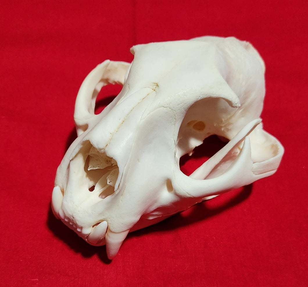 XL Cougar Skull - MLS1022
