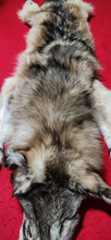 Load image into Gallery viewer, Idaho Wolf Hide - Taxidermy Quality - WLF1106
