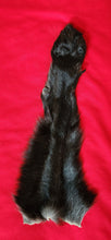 Load image into Gallery viewer, Black Wolf Front Legskin - HAS FOOT AND CLAWS - WLF1118
