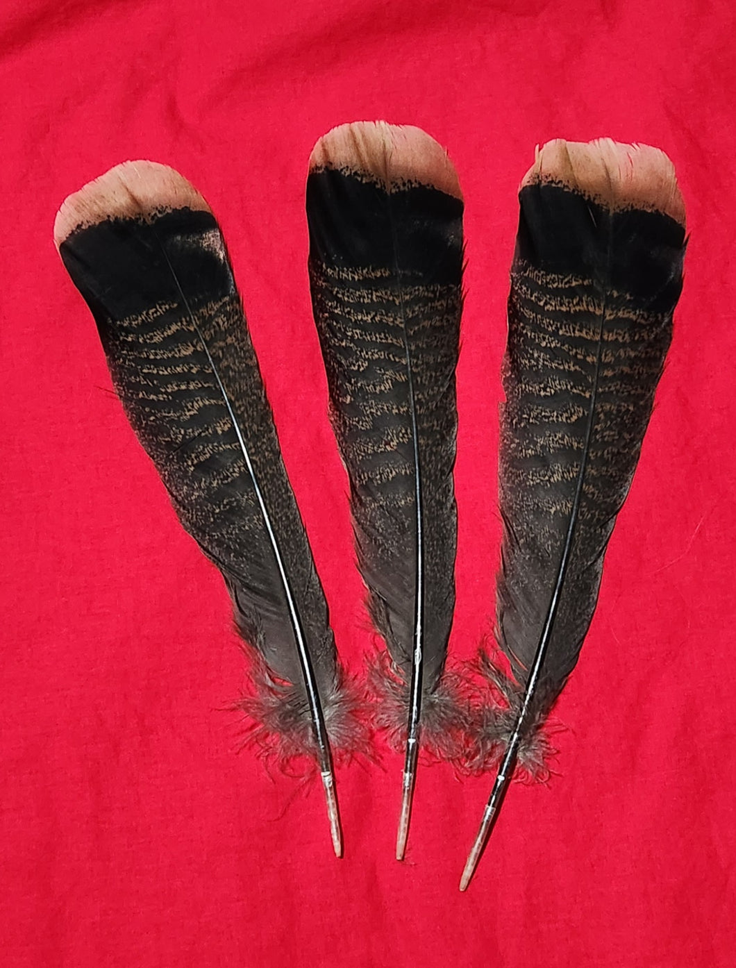Wild Turkey Tail Feathers - Individual