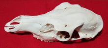 Load image into Gallery viewer, XL Cow Elk Skull - UPPER Skull - CES1006
