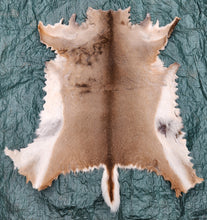 Load image into Gallery viewer, Whitetail Deer Hide - WTDR1007
