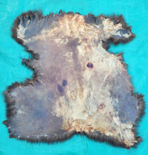 Load image into Gallery viewer, Black Bear Hide - Chocolate Color
