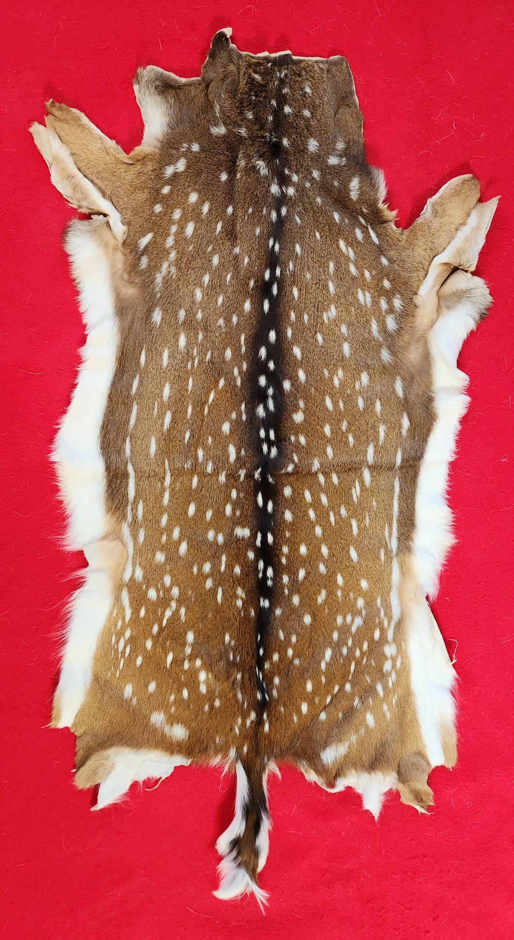 Axis Deer Hide - AXS1001