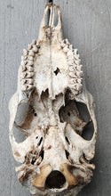 Load image into Gallery viewer, Large Whitetail Deer Doe Skull - Nature Cleaned - DES1006
