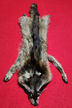 Load image into Gallery viewer, Large Raccoon - HAS FEET AND CLAWS - RAC1019
