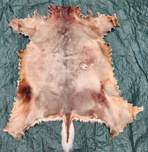 Load image into Gallery viewer, Whitetail Deer Hide - WTDR1007
