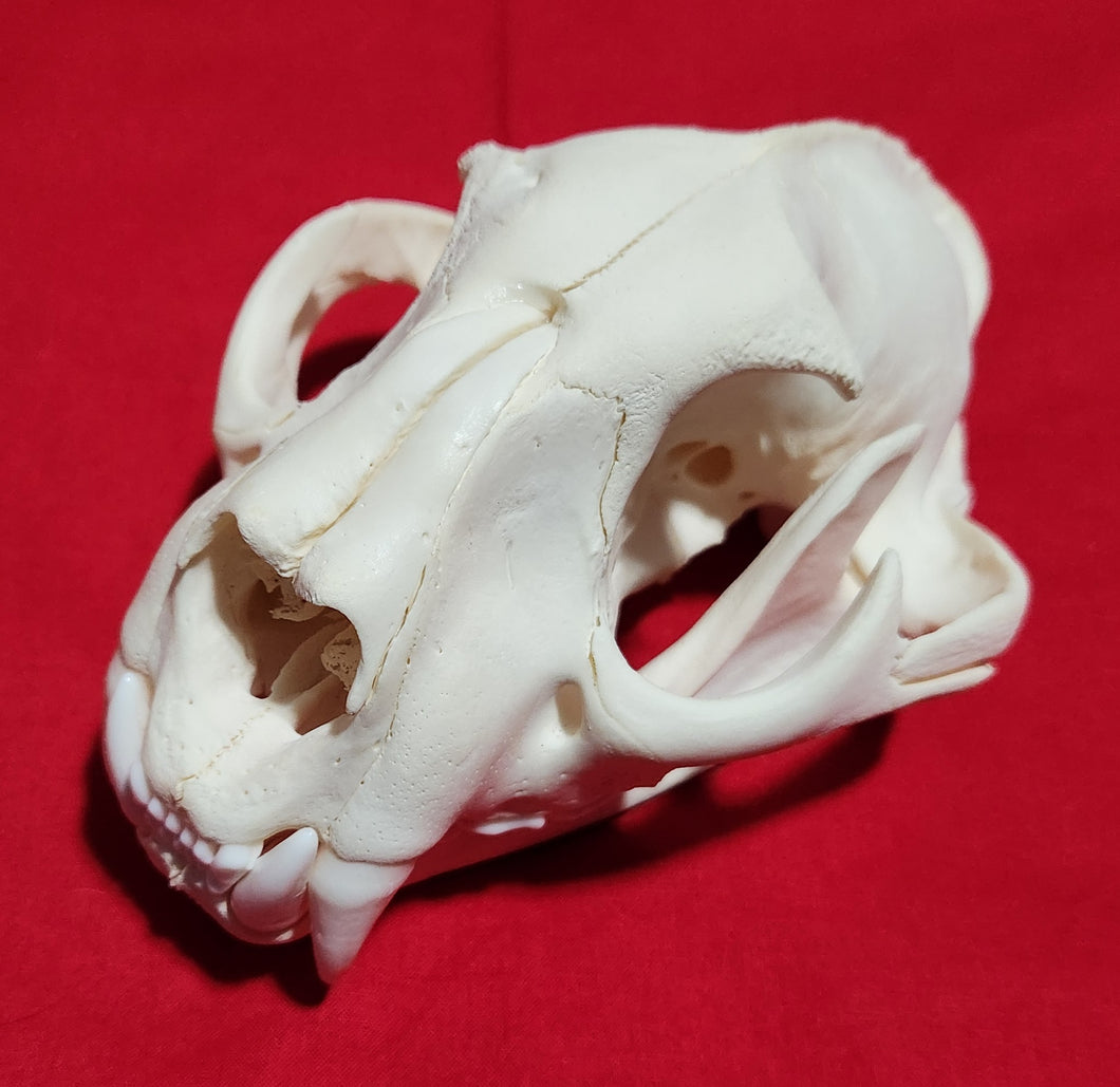 XXXL Cougar Skull - MLS1023
