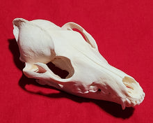Load image into Gallery viewer, Large Coyote Skull - CYS1011
