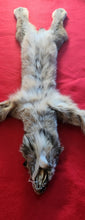 Load image into Gallery viewer, Canadian Lynx - Taxidermy Quality - LYX1002
