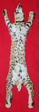 Load image into Gallery viewer, Idaho Bobcat - Taxidermy Quality - BCH1018
