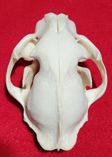 Load image into Gallery viewer, LM Cougar Skull - MLS1021
