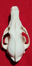 Load image into Gallery viewer, XXXL Coyote Skull - CYS1009
