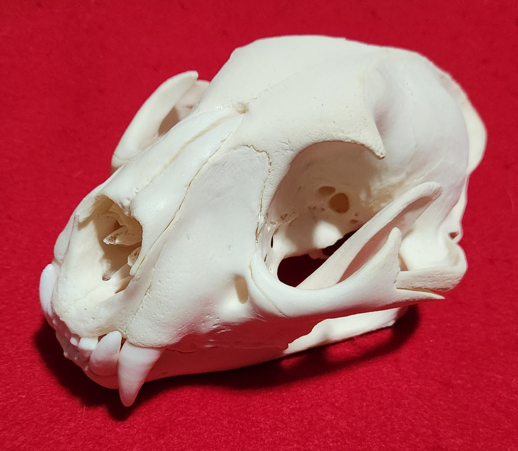 LM Cougar Skull - MLS1021