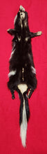 Load image into Gallery viewer, Spotted Skunk - HAS FEET AND CLAWS - SSK1002
