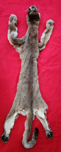 Load image into Gallery viewer, Tom Mountain Lion Hide - Taxidermy Quality - MTL1052
