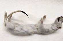 Load image into Gallery viewer, Long-Tailed Weasel - Wet Specimen - WWS1004
