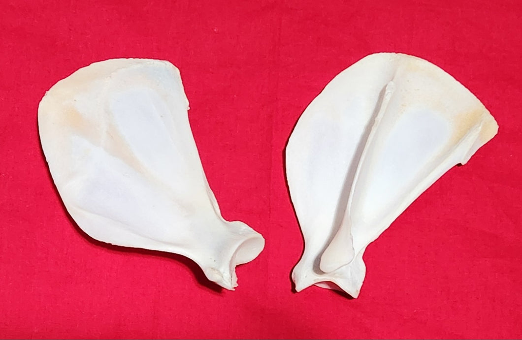 Wolf Scapulas - Shoulder Blades