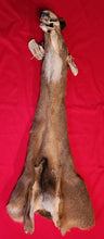 Load image into Gallery viewer, Whitetail Deer Cape - WTD1018
