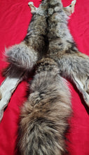 Load image into Gallery viewer, Coyote - Taxidermy Quality - COY1031
