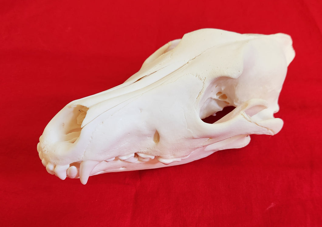 Large Wolf Skull - WLS1006