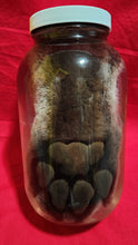 Load image into Gallery viewer, Animal Feet/Paws - Wet Specimens
