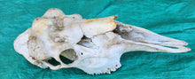 Load image into Gallery viewer, Bull Moose Skull - Nature Cleaned - CMS1002
