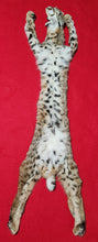 Load image into Gallery viewer, Idaho Tom Bobcat - Taxidermy Quality - BCH1016
