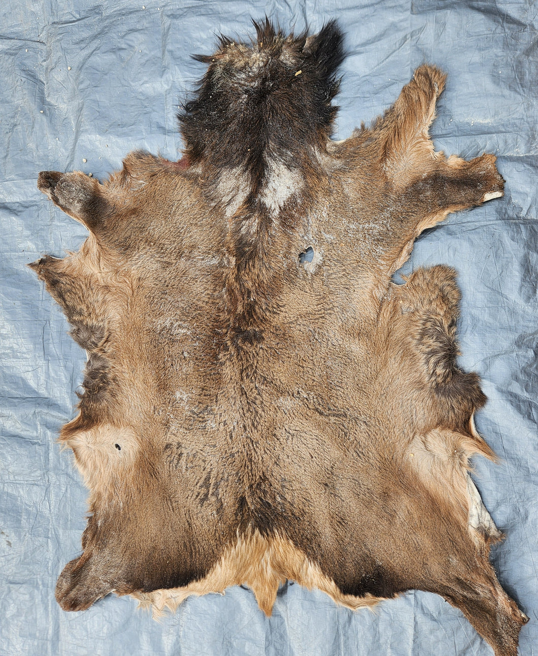Raw Elk Hide - REH1008
