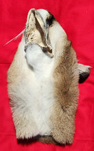 Load image into Gallery viewer, Mountain Lion Head/Face - MTL1019D1
