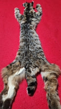 Load image into Gallery viewer, Idaho Tom Bobcat - HAS FEET AND CLAWS - BCH1014
