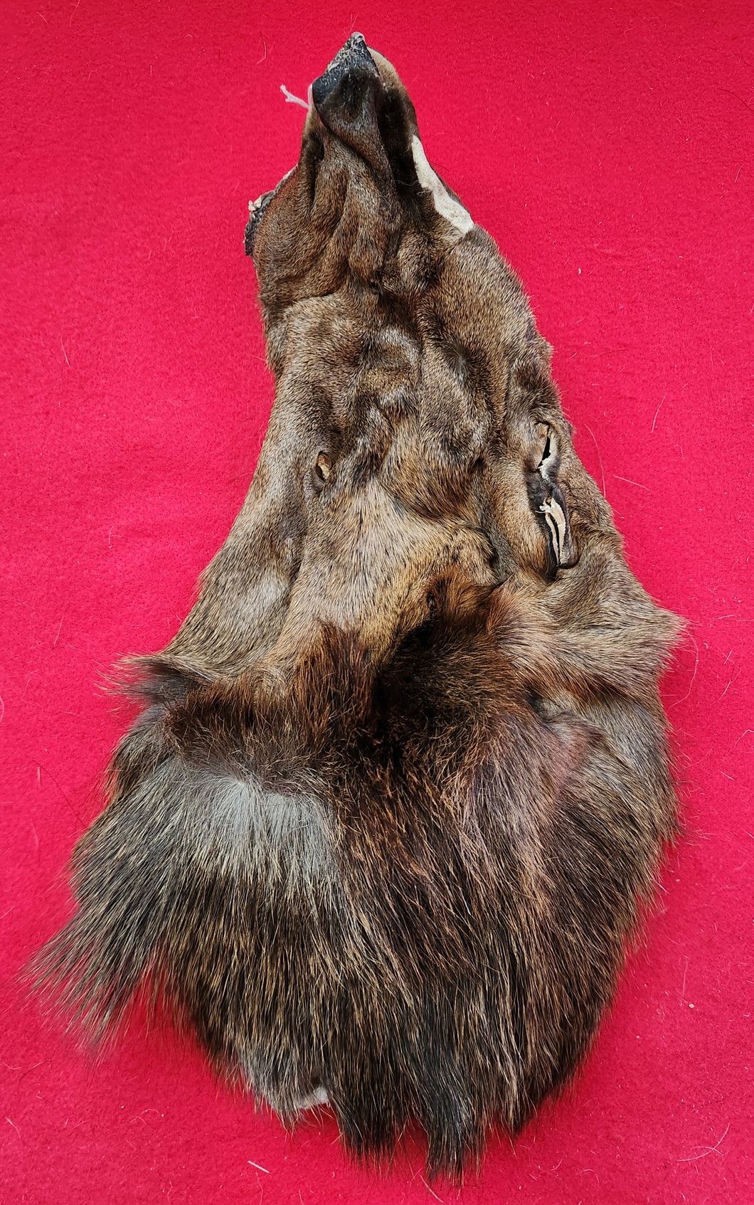 Cow Elk Head