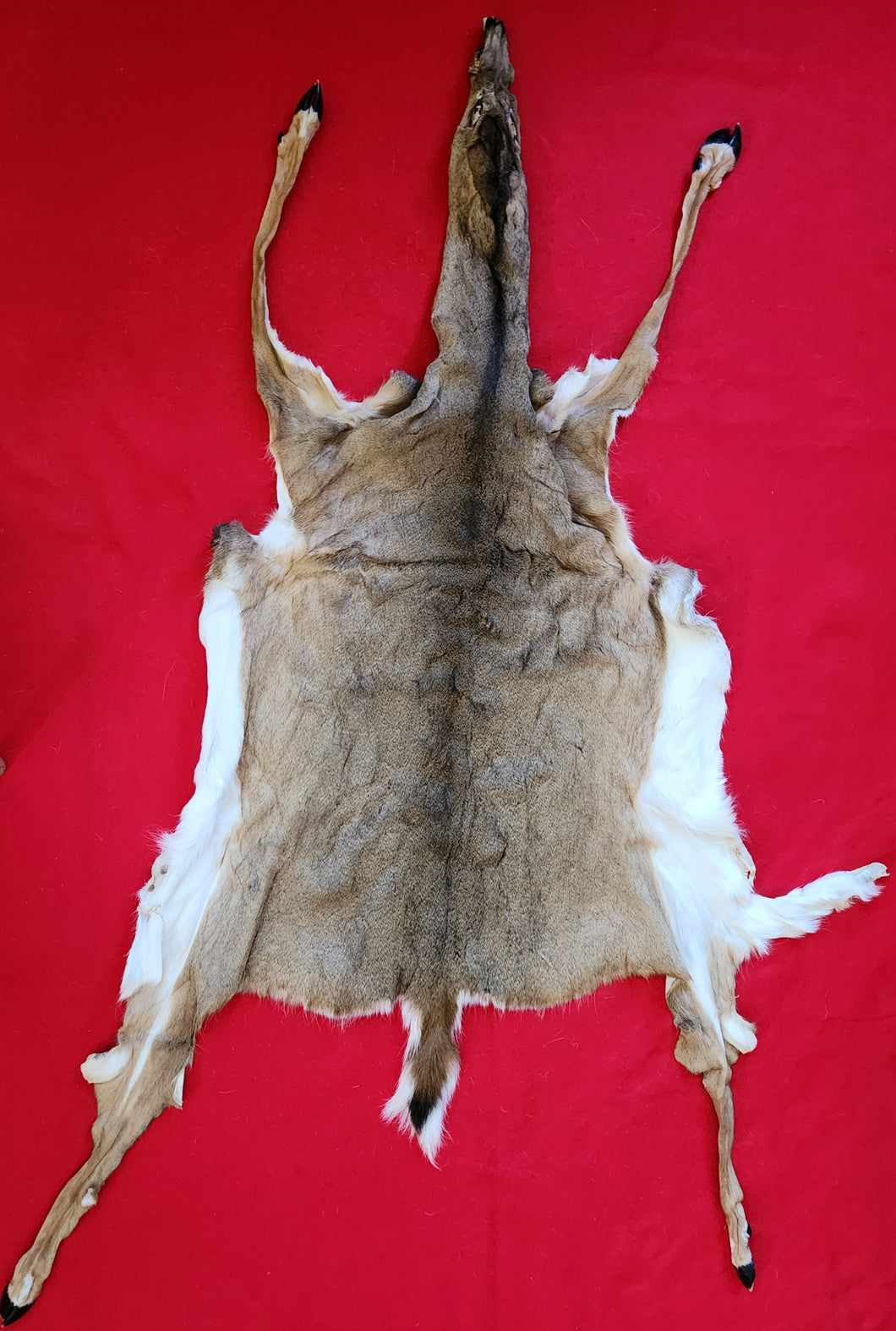 White-Tail Deer Hide - Taxidermy Quality - DOE - WTD1010